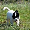 Chiot Landseer Faun et Combo z laderova